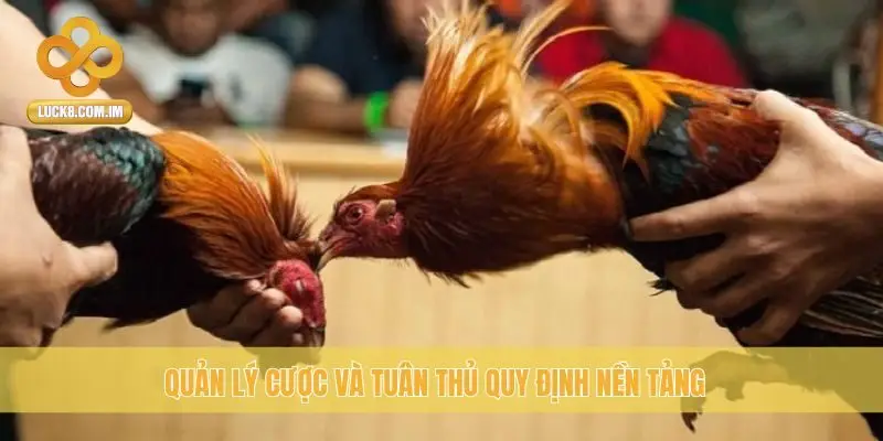 Quản lý cược và tuân thủ quy định nền tảng