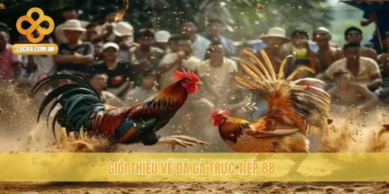 Giới thiệu về Đá Gà Trực Tiếp 88