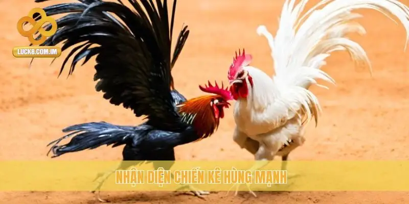 Nhận diện chiến kê hùng mạnh